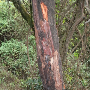 Prunus africana bark (pygeum)